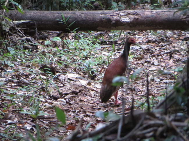 Madagascar crested ibis