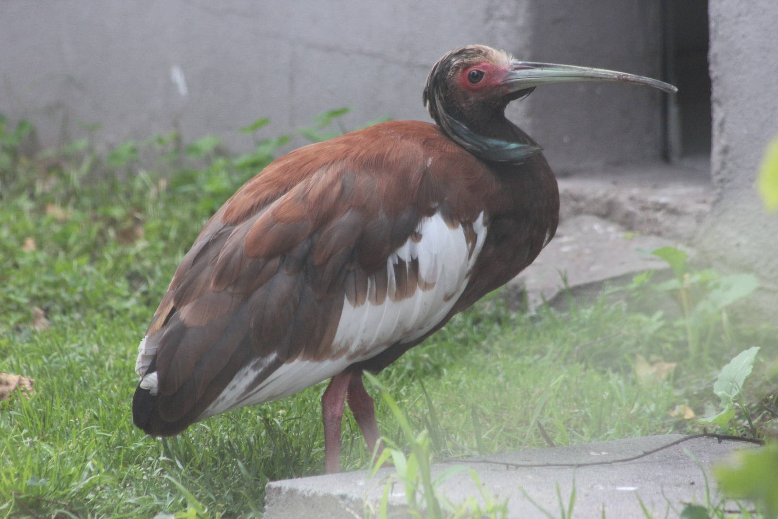 Madagascar crested ibis