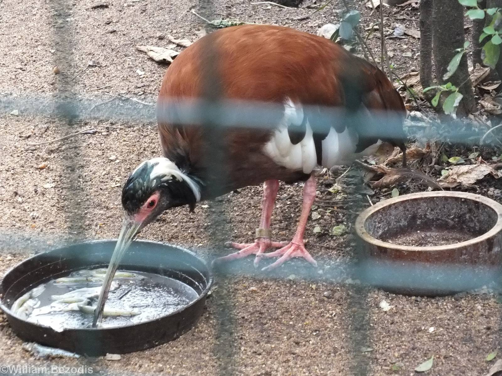 Madagascar Crested Ibis