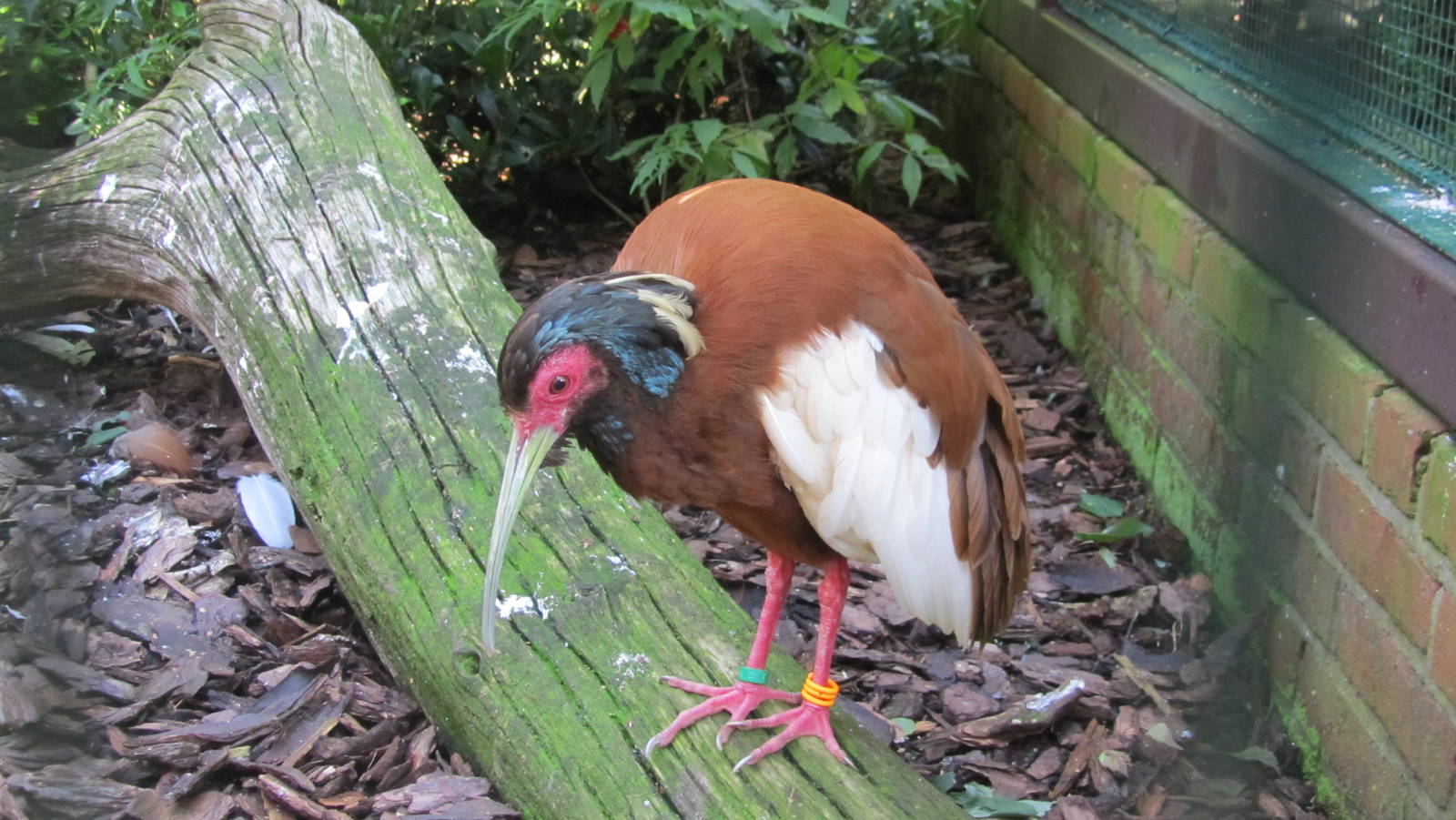 Madagascar crested ibis
