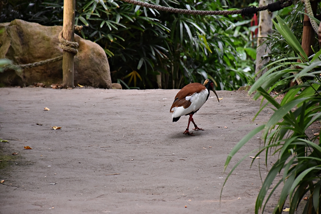 Madagascar Crested Ibis