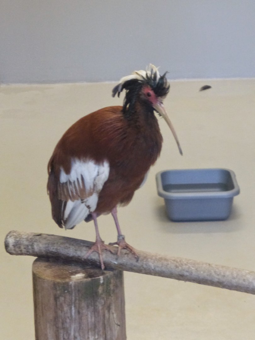 Madagascar crested ibis