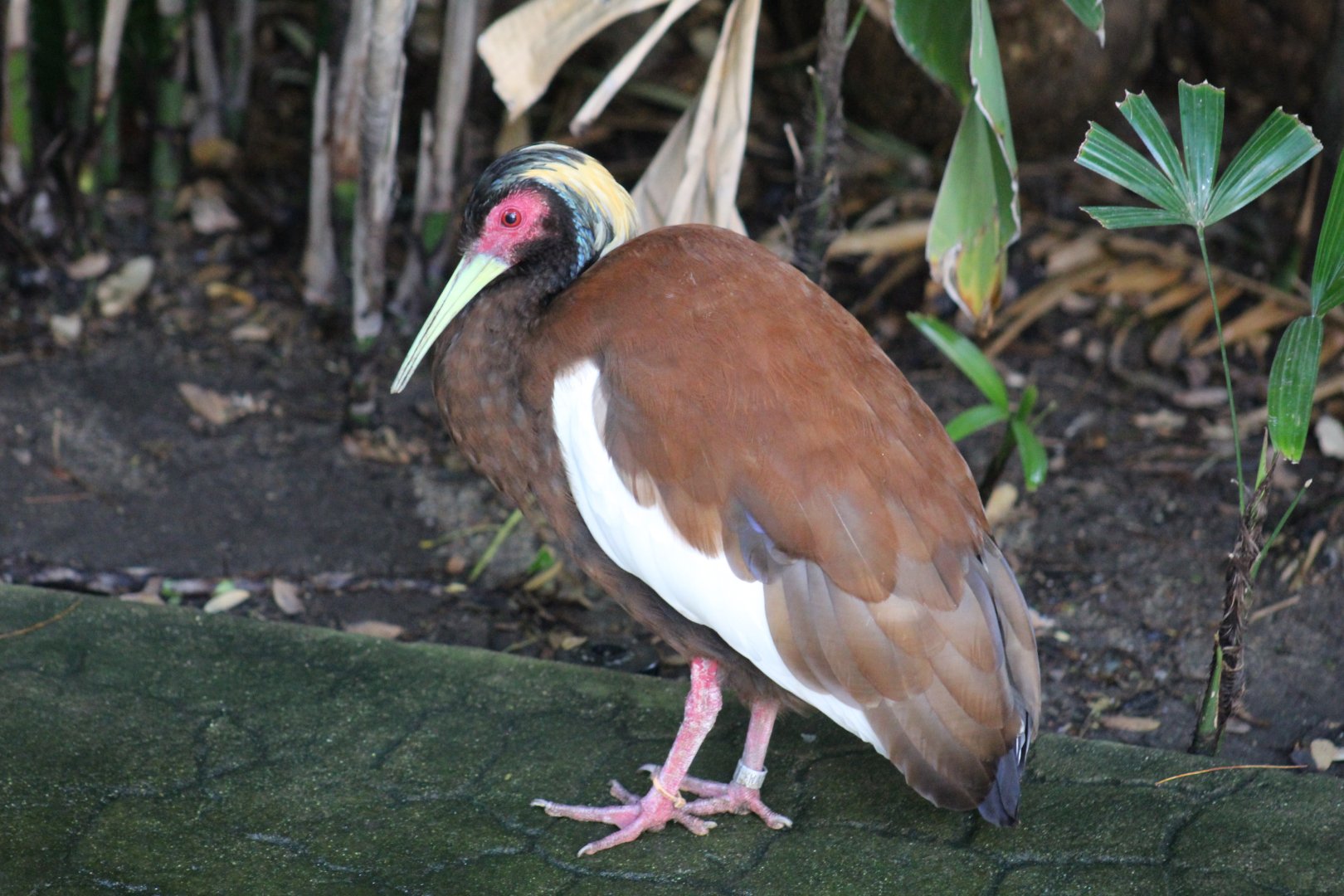Madagascar Crested Ibis