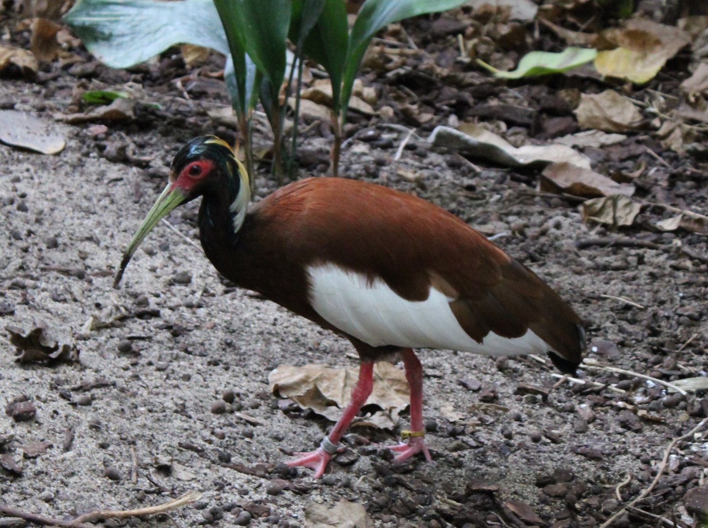 Madagascar crested ibis
