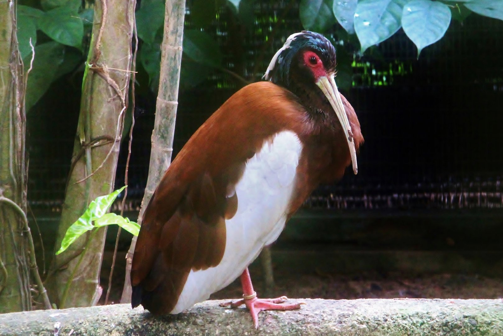Madagascar Crested Ibis