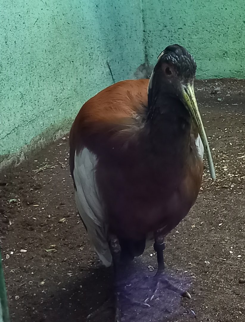 Madagascar crested ibis