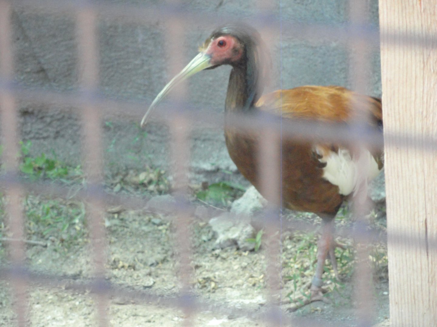 Madagascar Crested Ibis