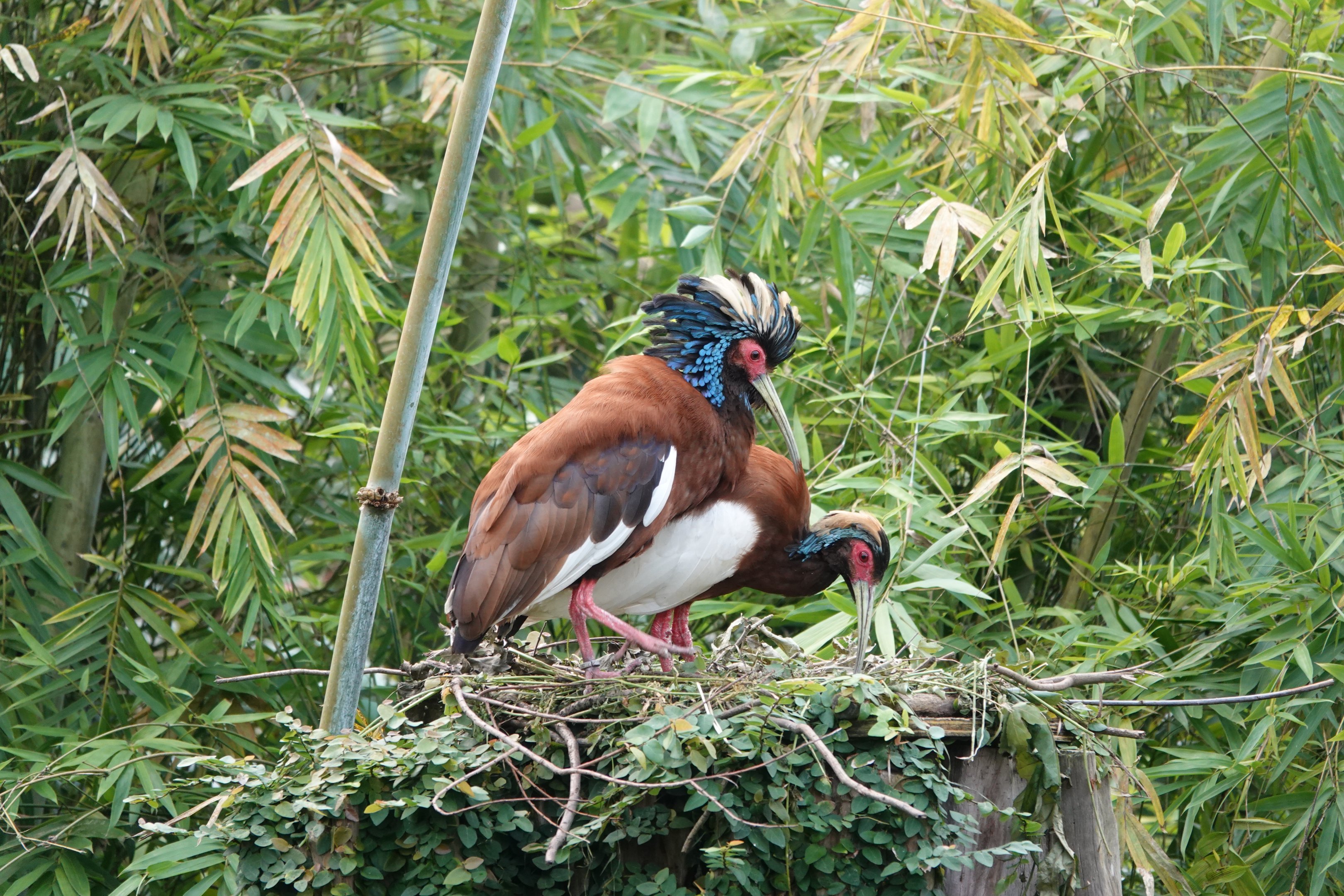 Madagascar crested ibis