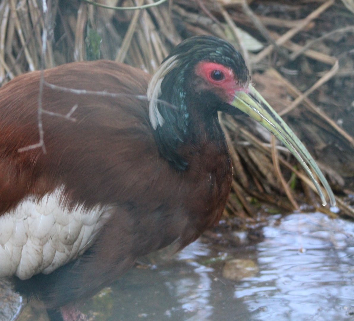 Madagascar crested ibis