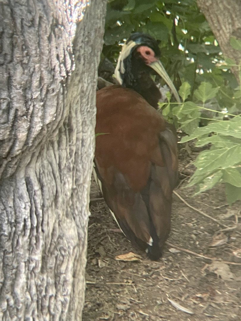 Madagascar Crested Ibis