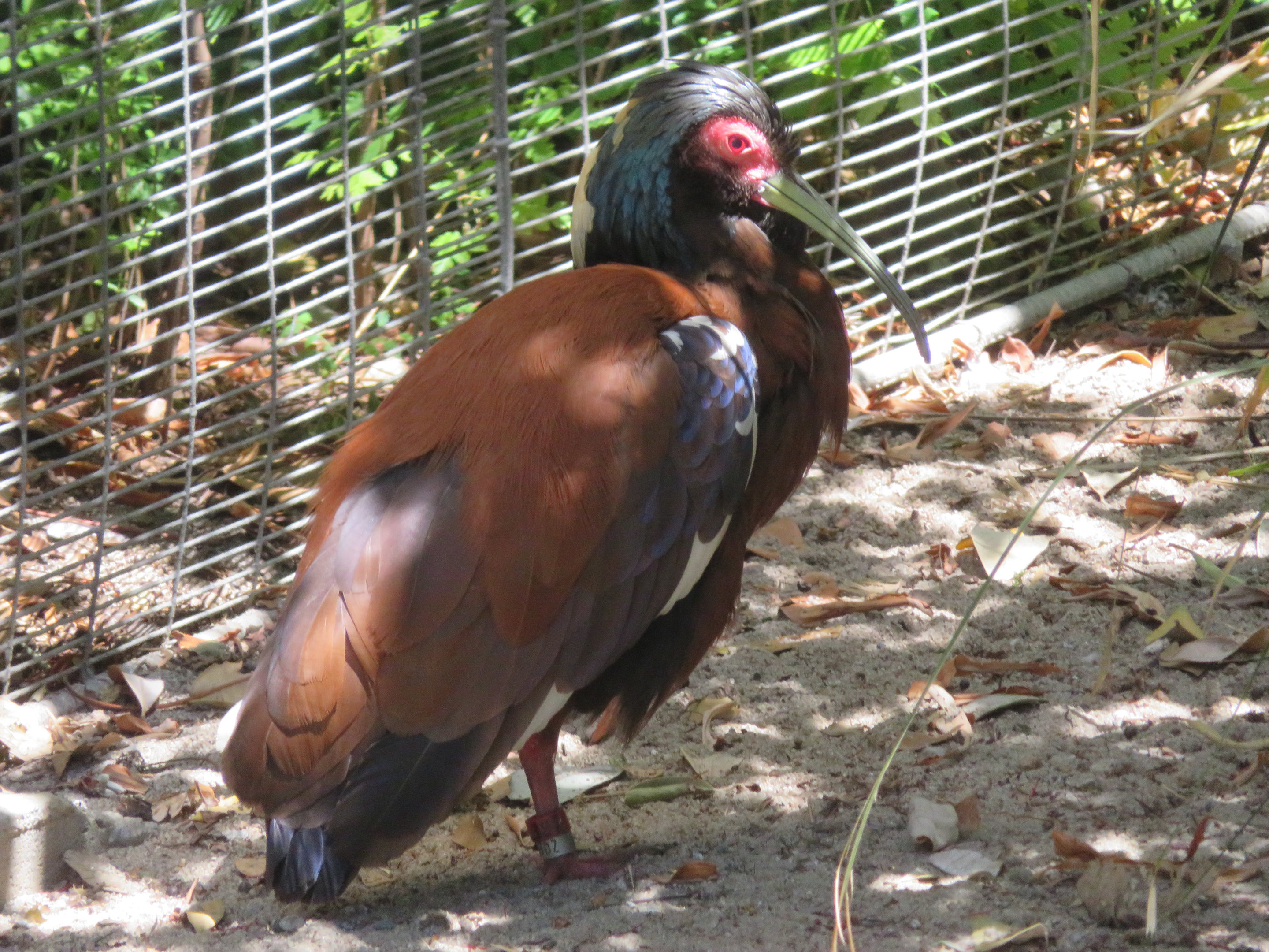 Madagascar Crested Ibis