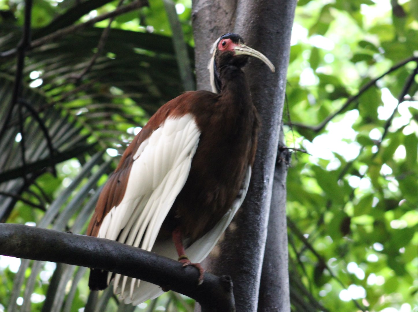 Madagascar crested ibis