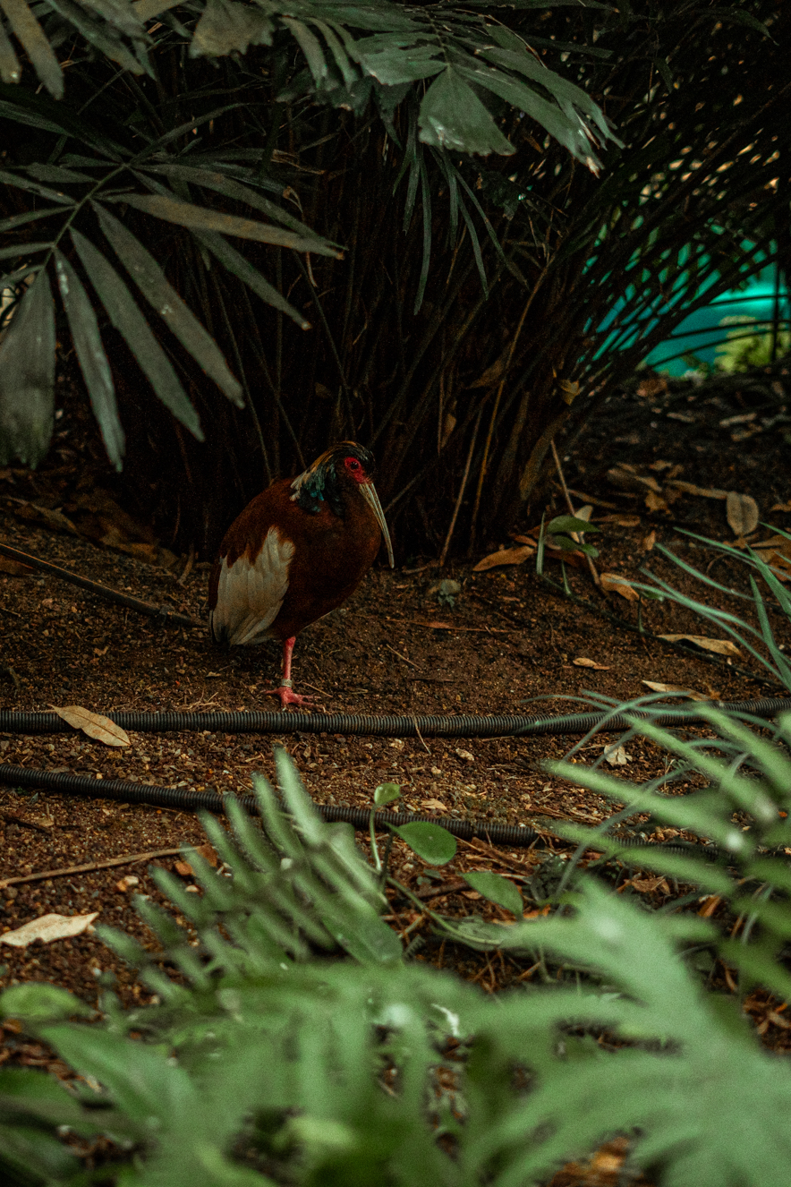 Madagascar crested ibis