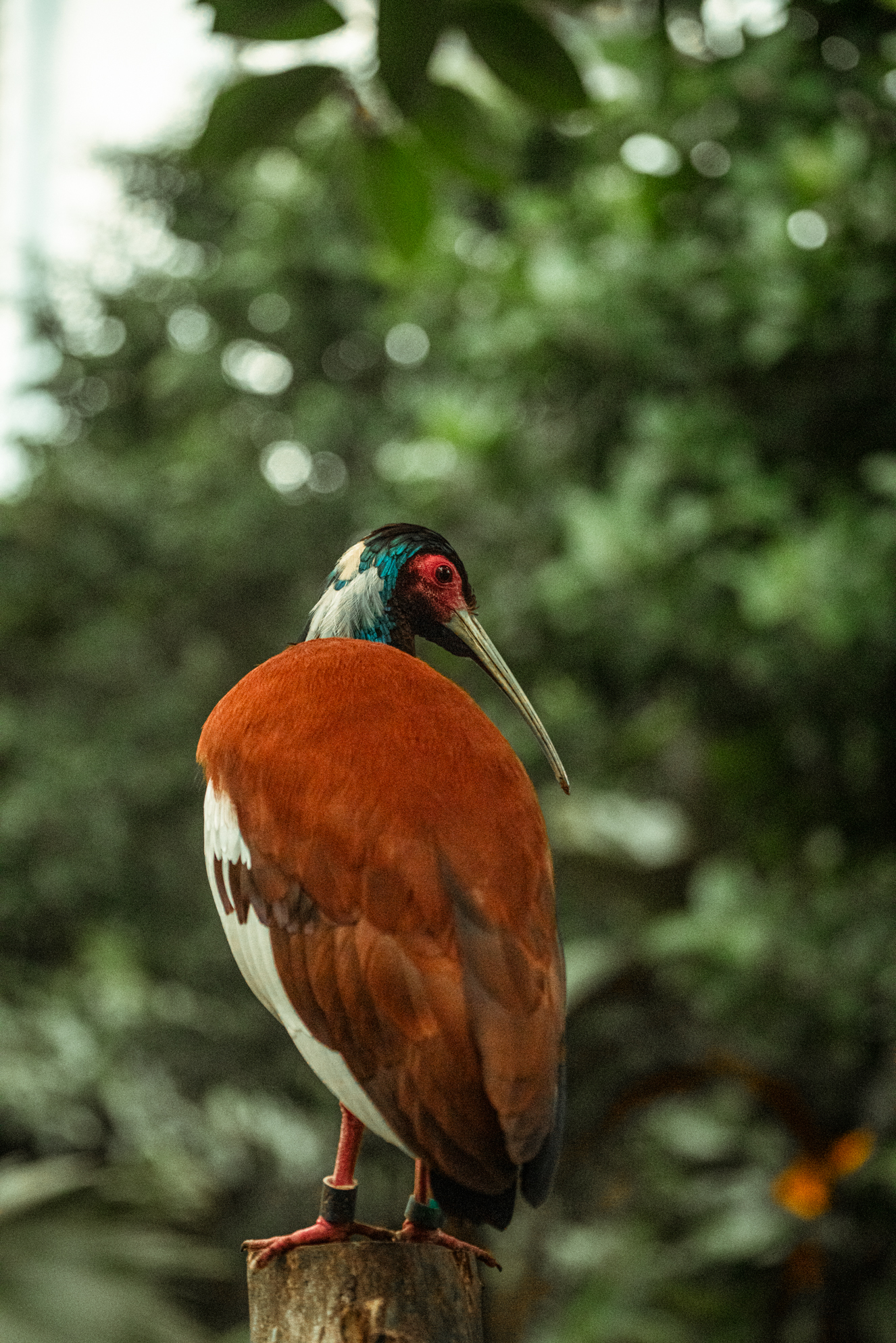 Madagascar crested ibis