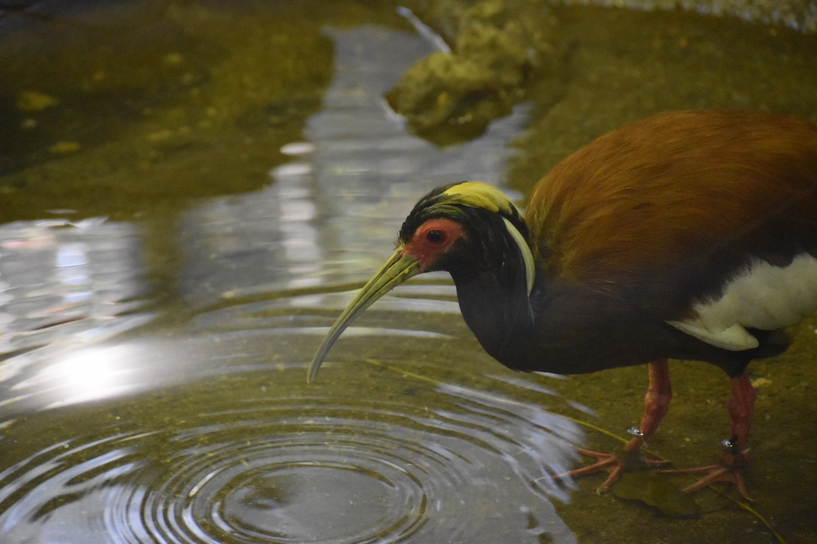 Madagascar Crested Ibis