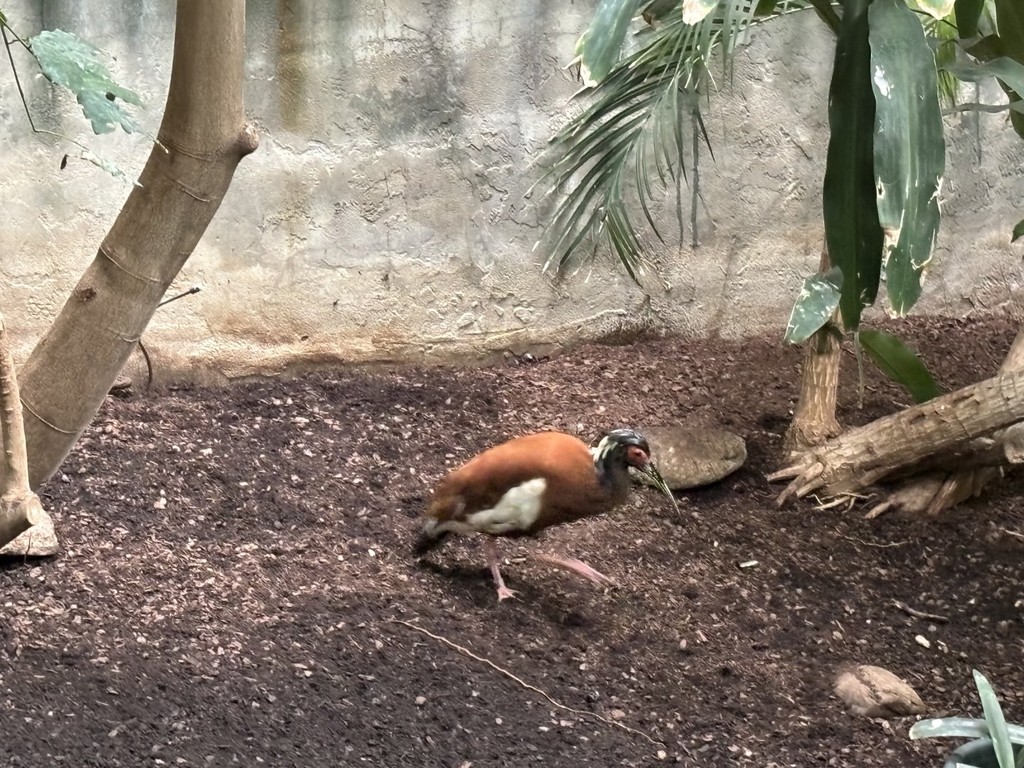 Madagascar Crested Ibis
