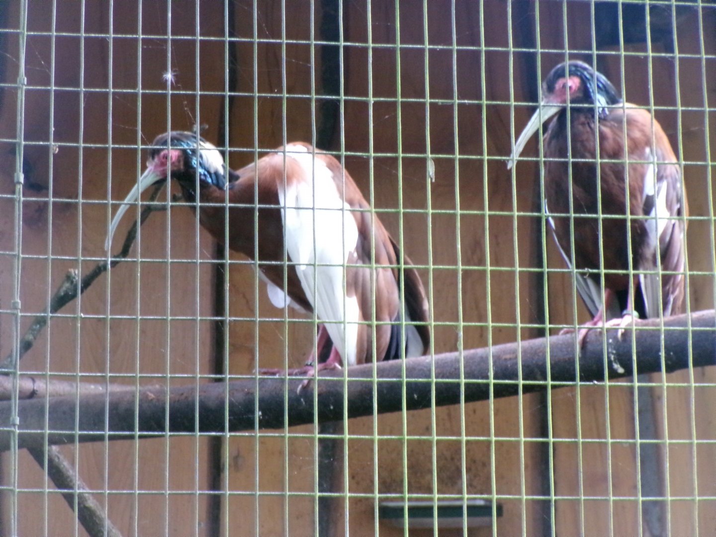 Madagascar crested ibises