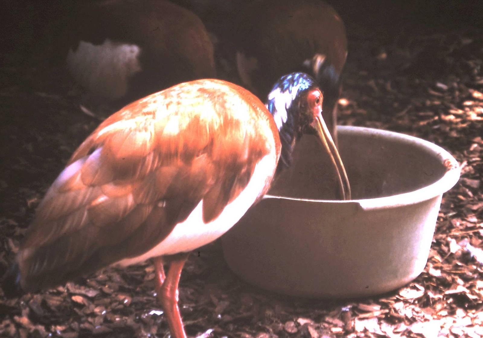 Madagascar crested ibisses