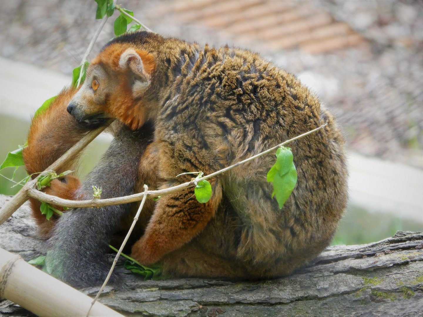 Madagascar - Crowned Lemur - Kipp