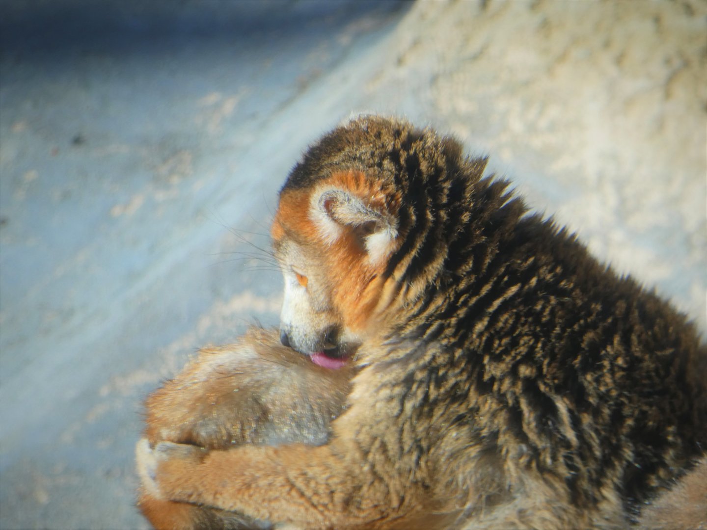 Madagascar - Crowned Lemur - Kipp