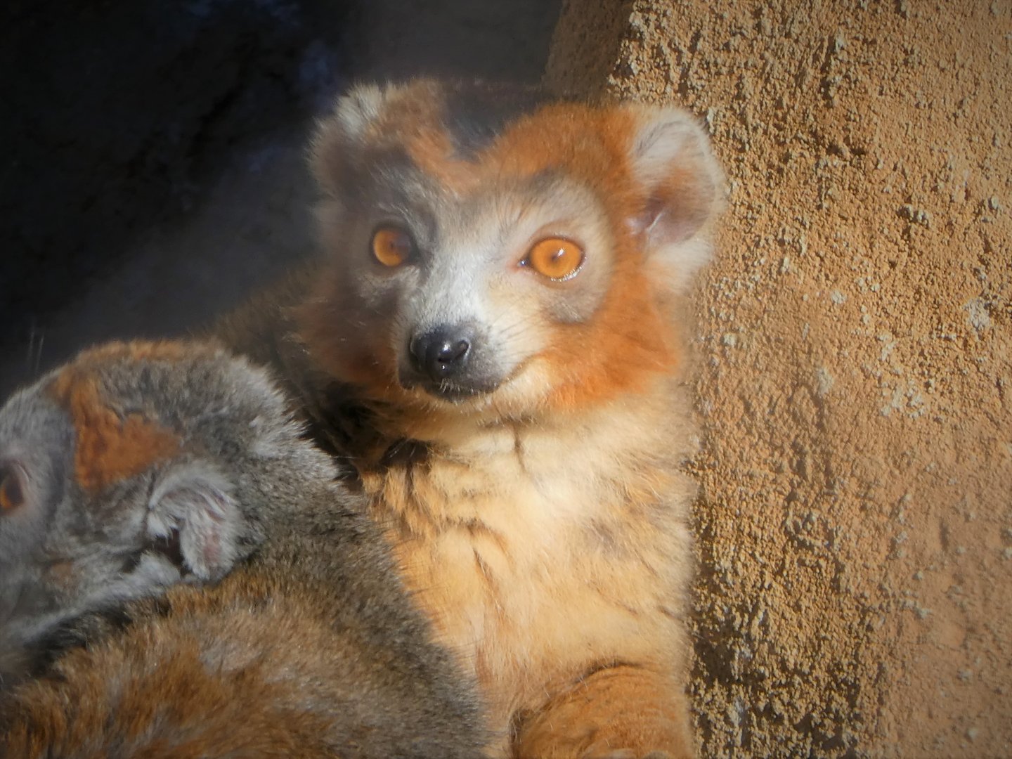 Madagascar - Crowned Lemur - Kipp