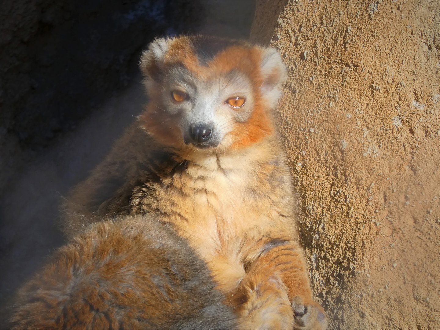 Madagascar - Crowned Lemur - Kipp