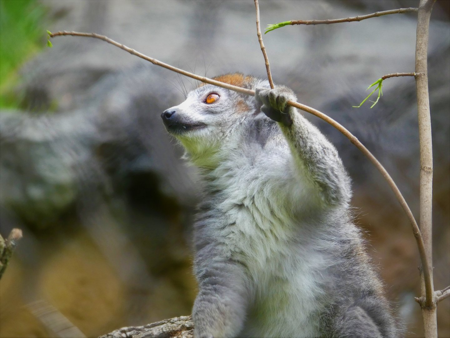 Madagascar - Crowned Lemur - Sophie