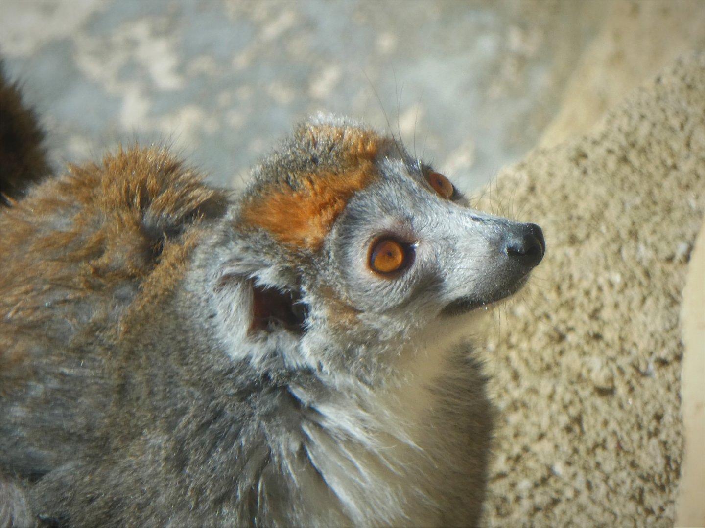 Madagascar - Crowned Lemur - Sophie
