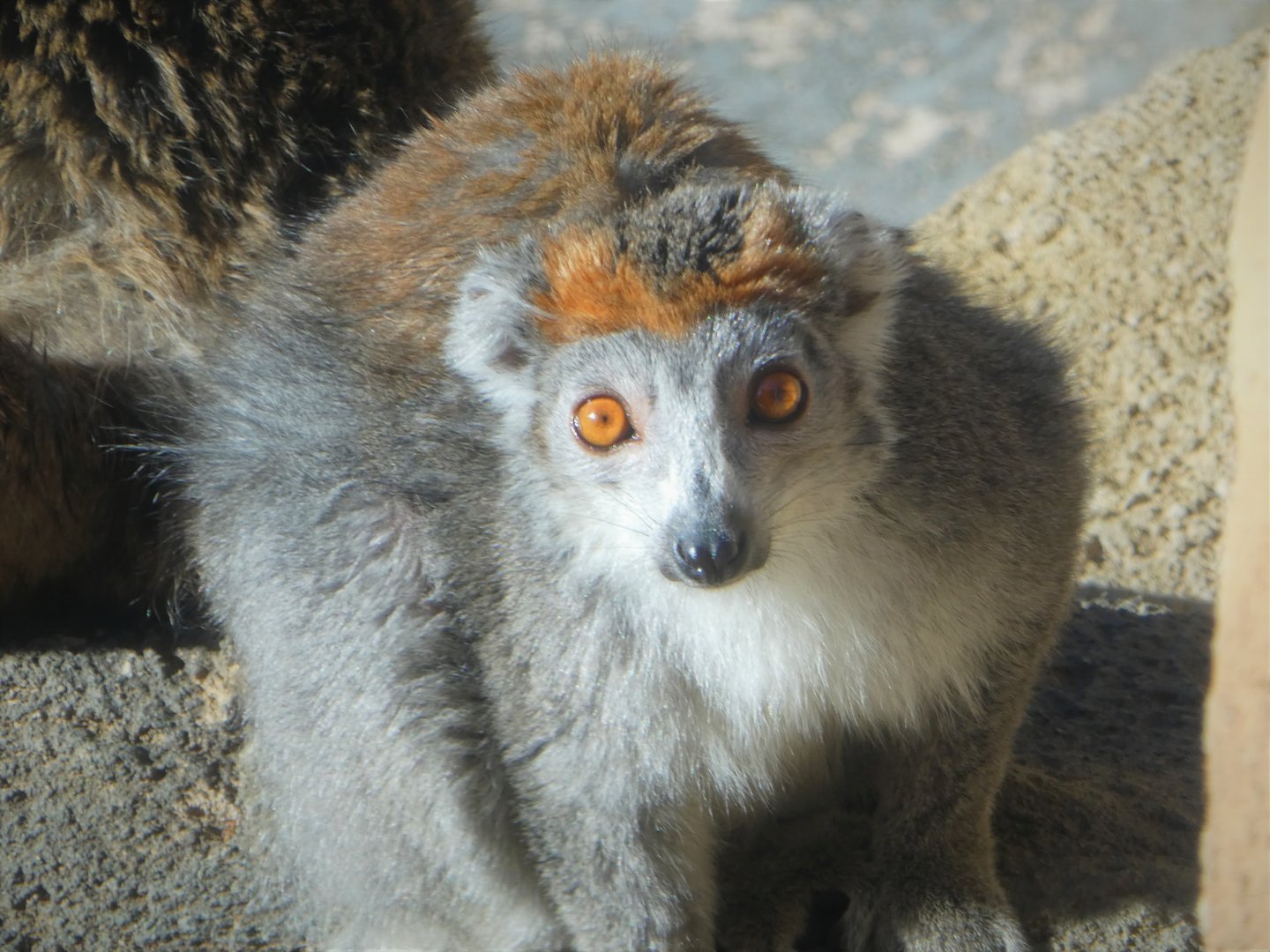 Madagascar - Crowned Lemur - Sophie