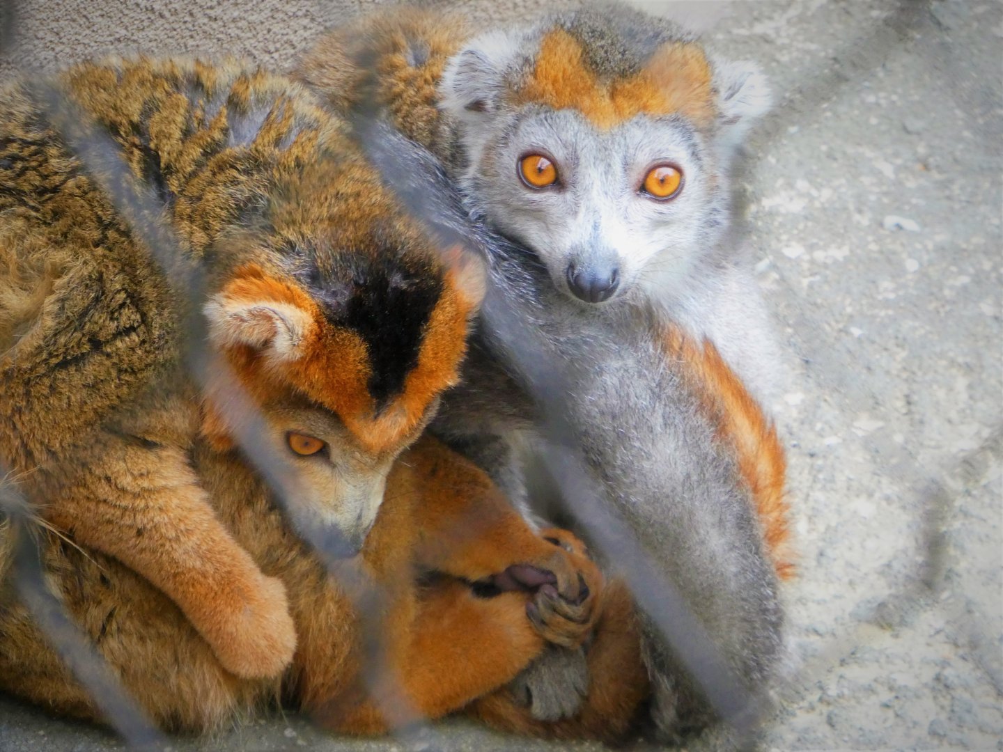 Madagascar - Crowned Lemurs - Kipp (Left) and Sophie (Right)