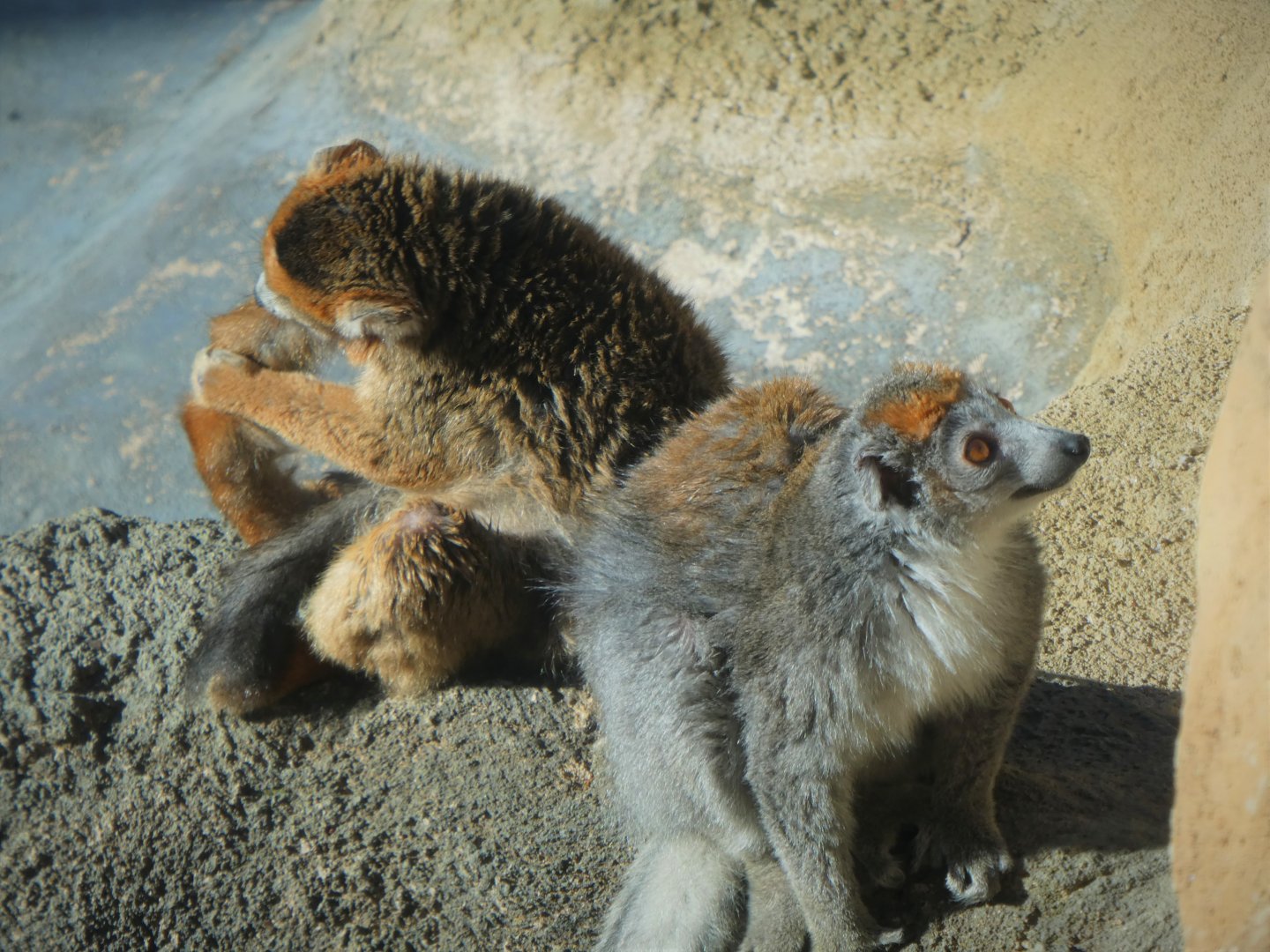 Madagascar - Crowned Lemurs - Kipp (left) and Sophie (right)