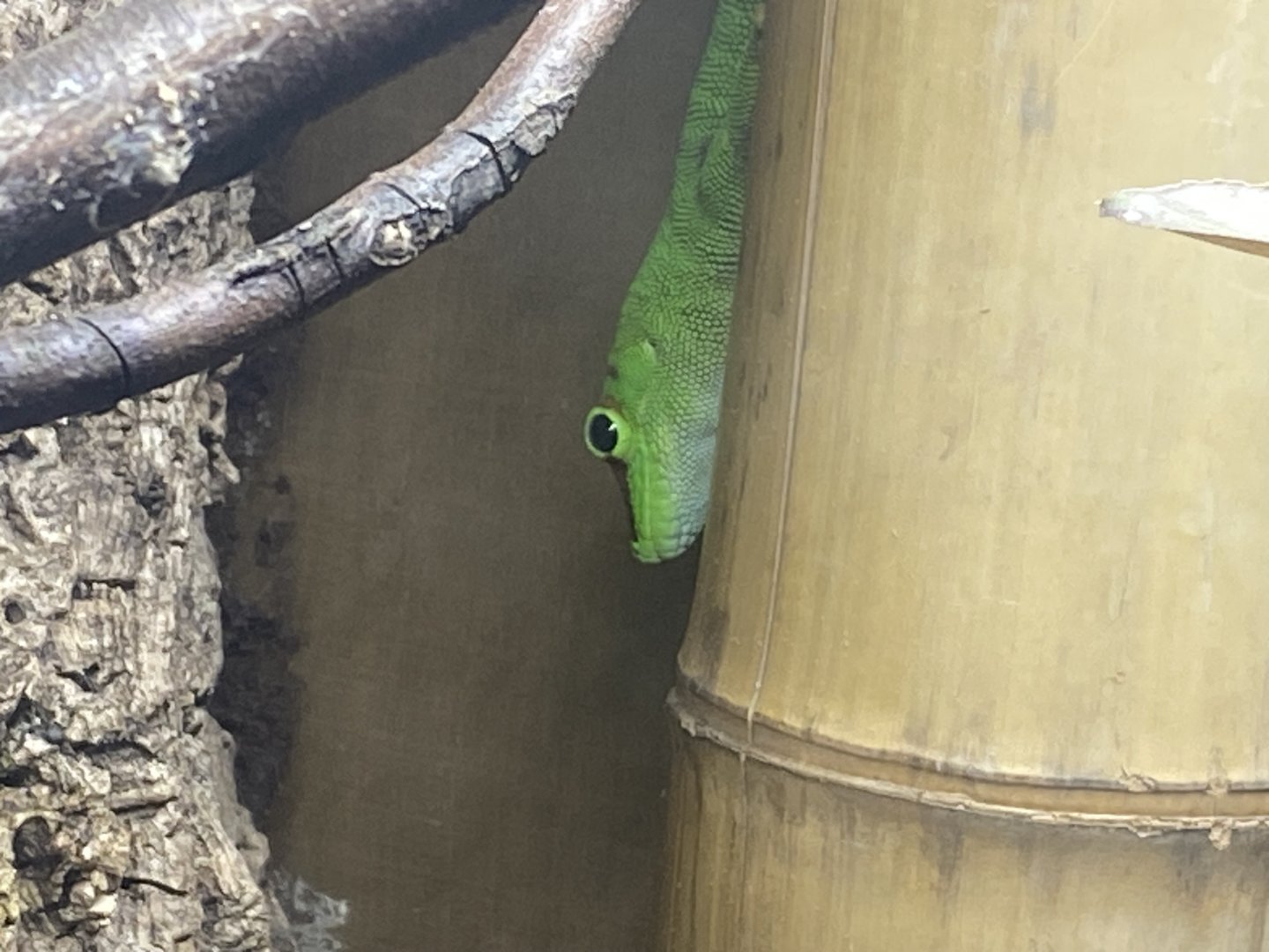 Madagascar day gecko 040824