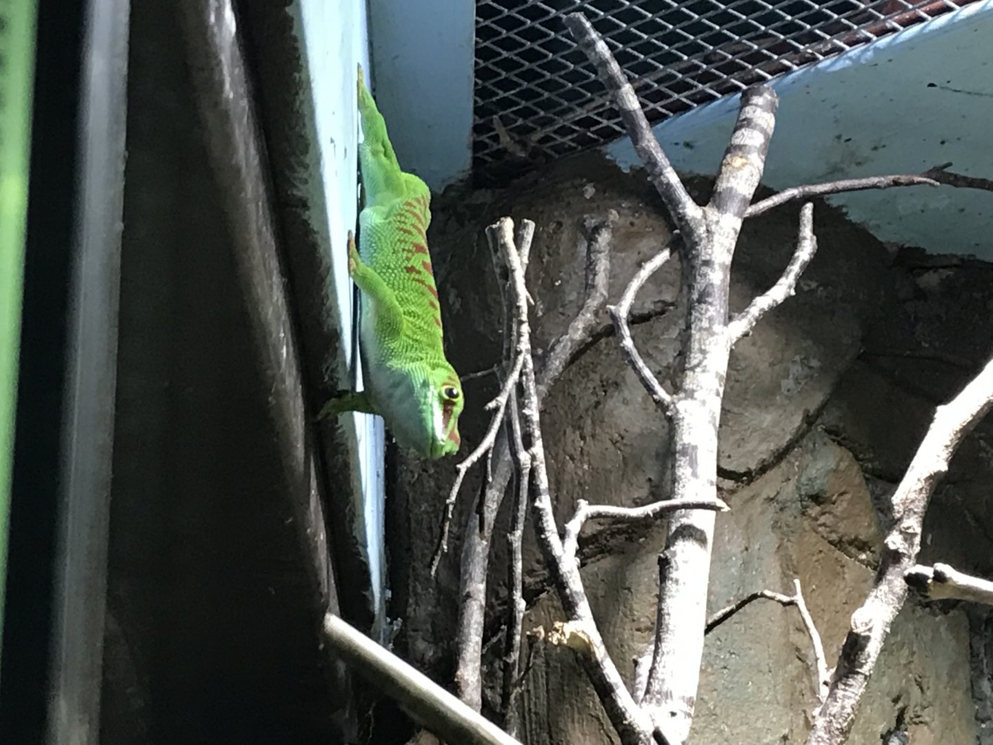 Madagascar day gecko 071019