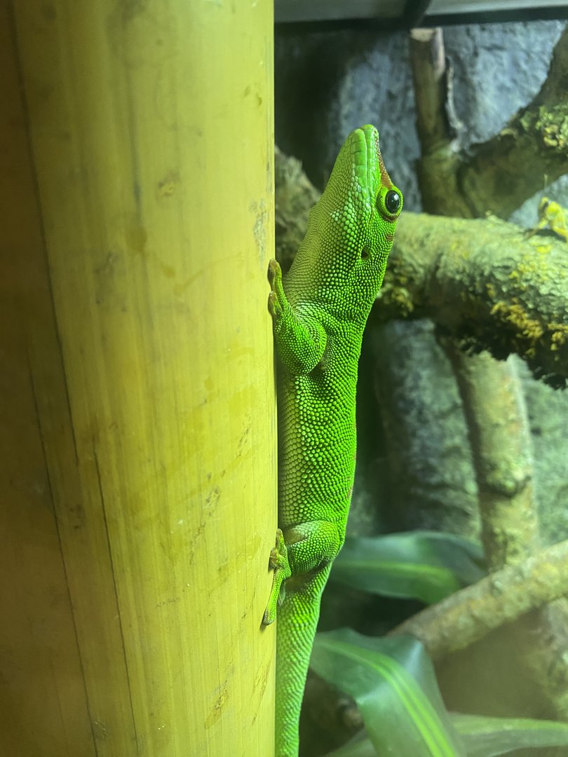 Madagascar day gecko 150723