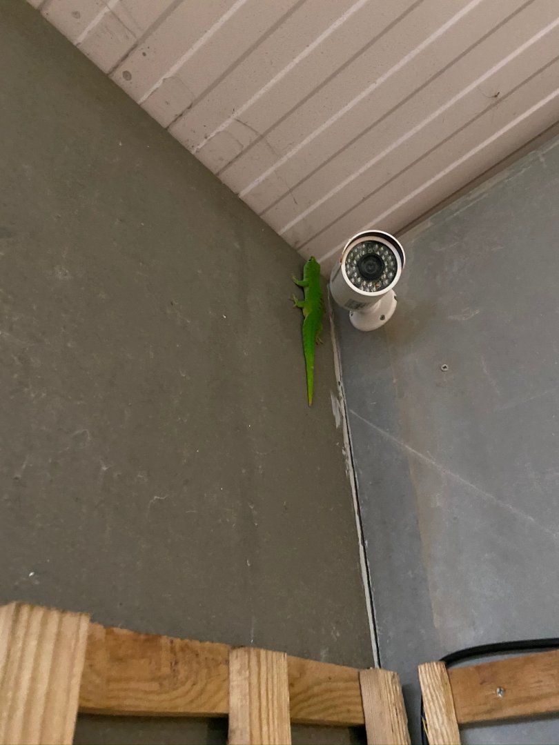 Madagascar day gecko 231119