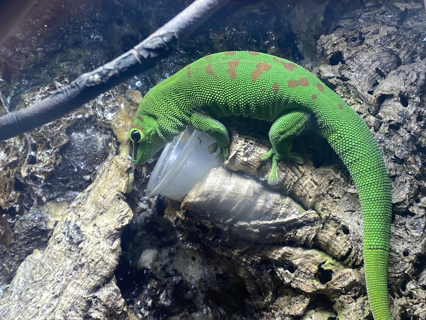 Madagascar day gecko 280425