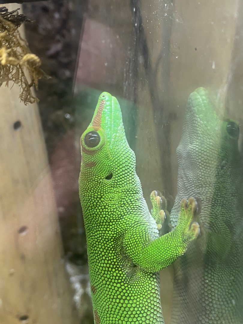 Madagascar day gecko 280425