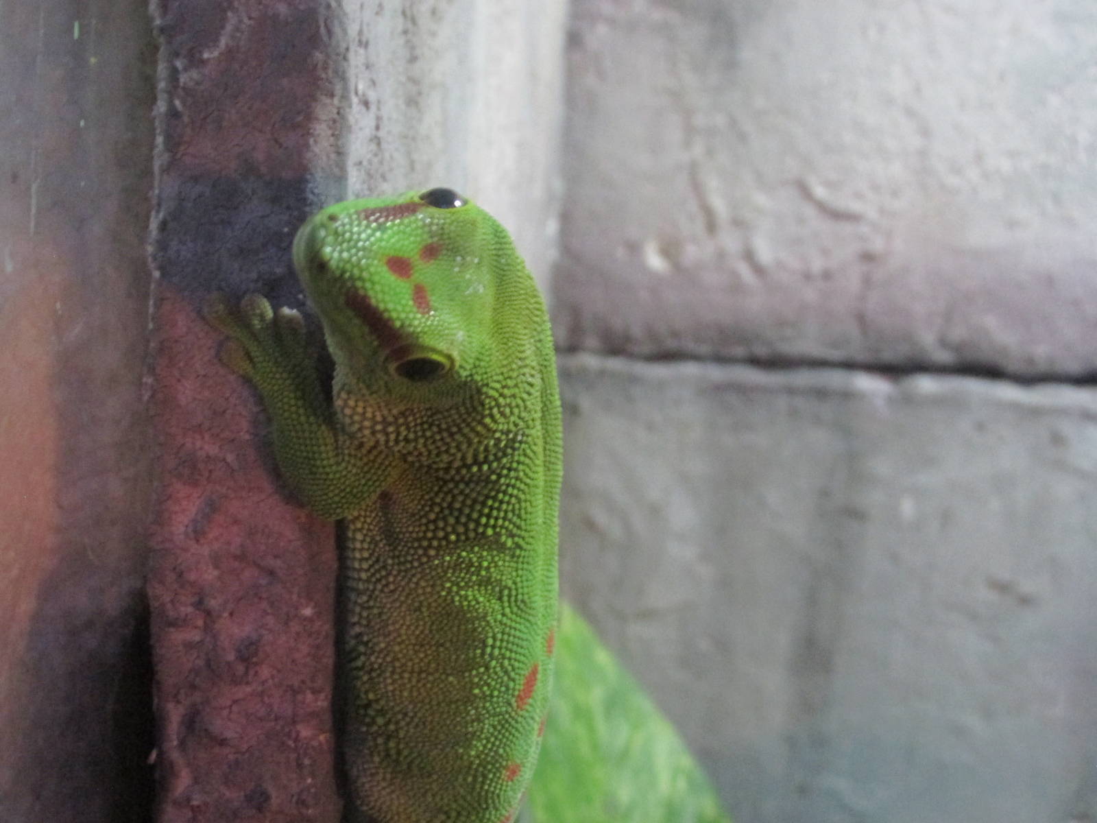 madagascar day gecko acuario inbursa