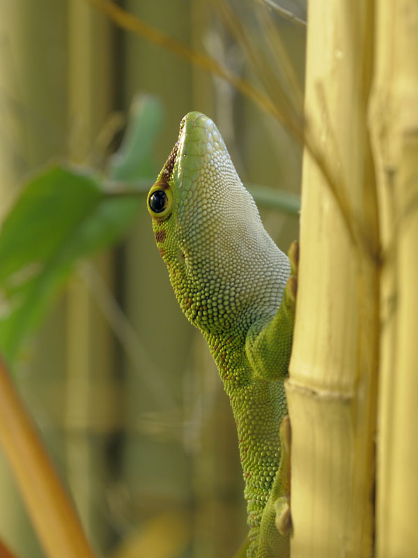 Madagascar day gecko, adult
