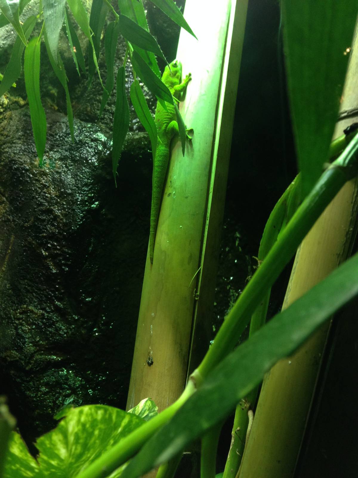 Madagascar Day Gecko at Blue Planet Aquarium - 05/10/2013