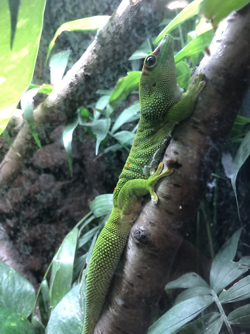 Madagascar Day Gecko at Ponderosa Zoo (October 2022)