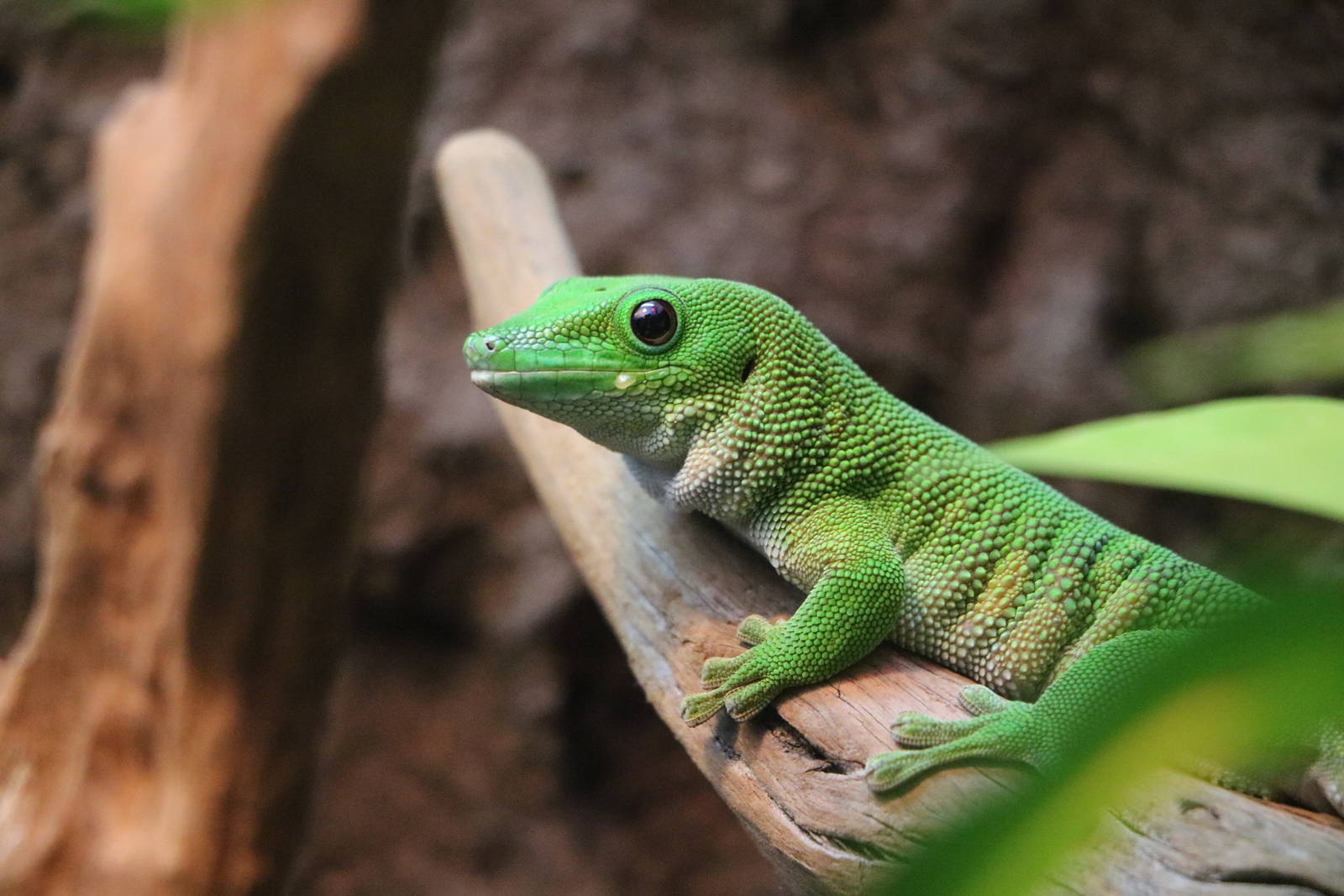 Madagascar day gecko - EPSON Aqua Park, February 2016