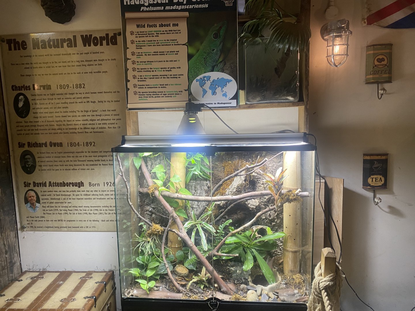 Madagascar day gecko exhibit 040824