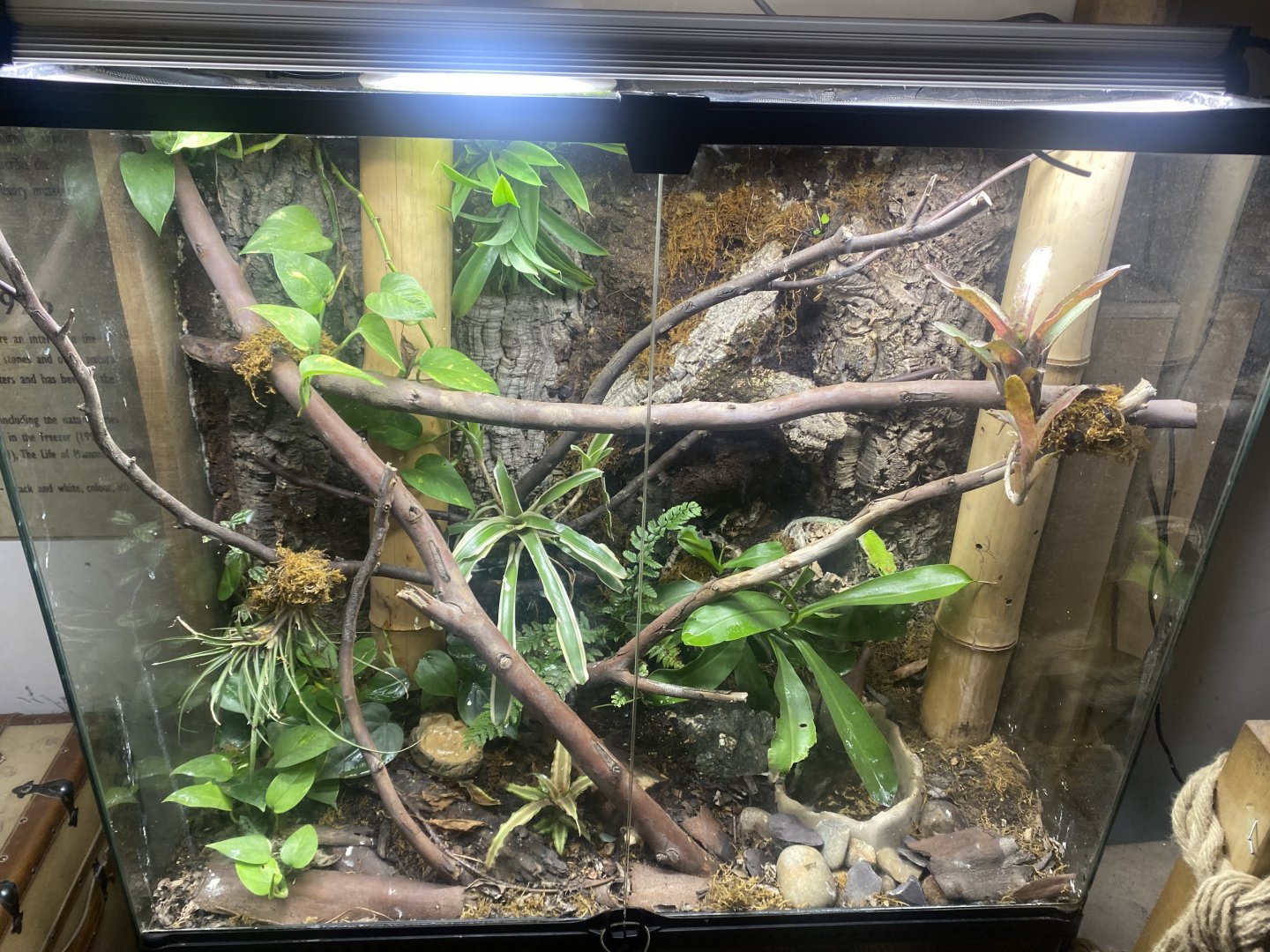 Madagascar day gecko exhibit 040824