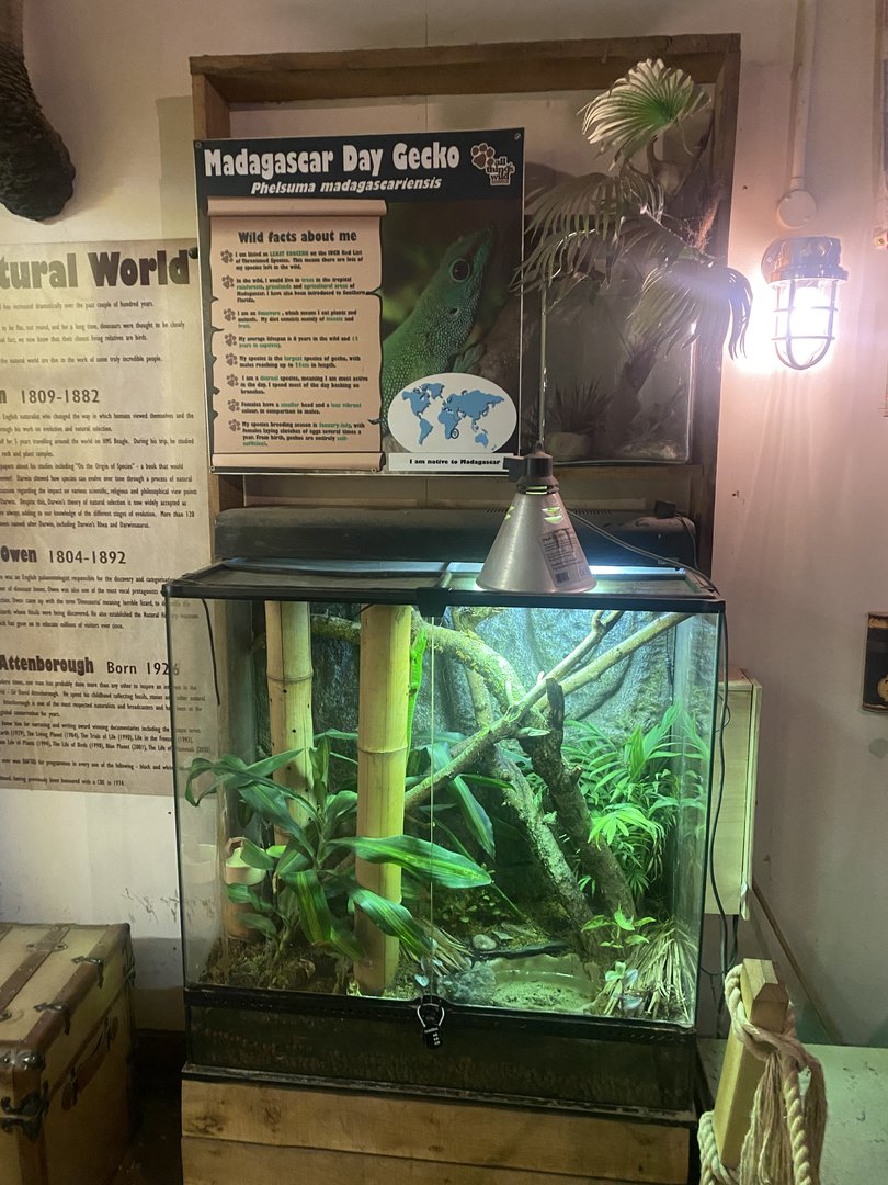 Madagascar day gecko exhibit 150723