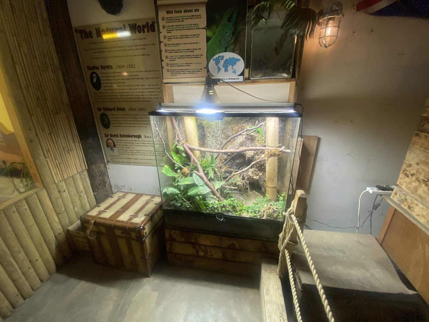 Madagascar day gecko exhibit 280425