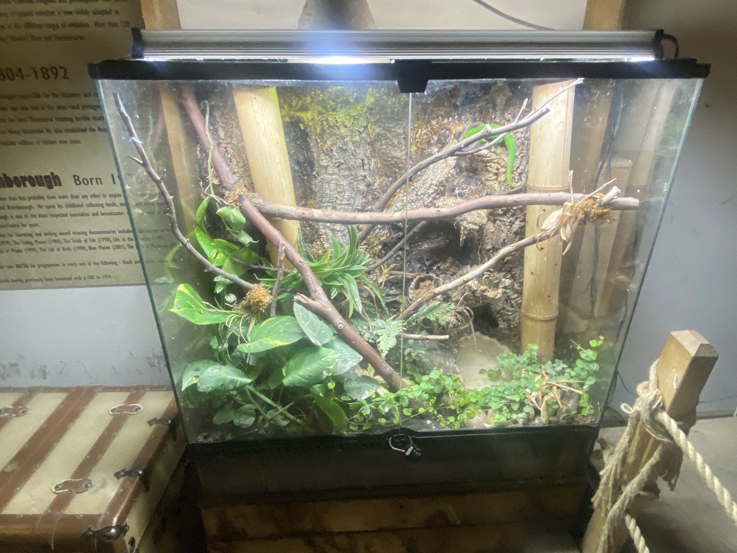 Madagascar day gecko exhibit 280425