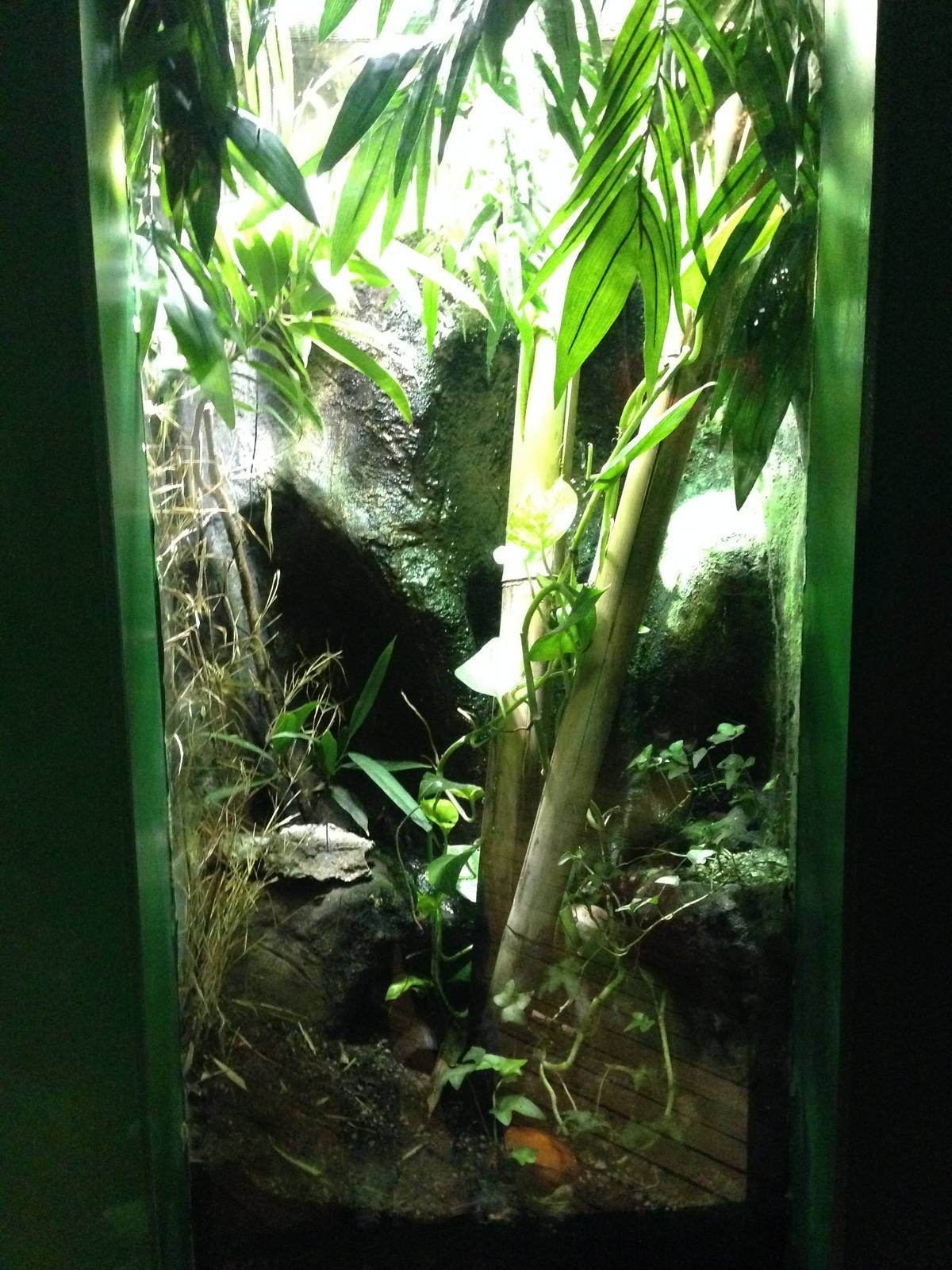 Madagascar Day Gecko Exhibit at Blue Planet Aquarium - 05/10/2013