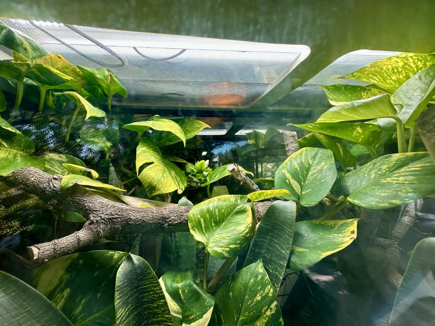 Madagascar Day Gecko Exhibit