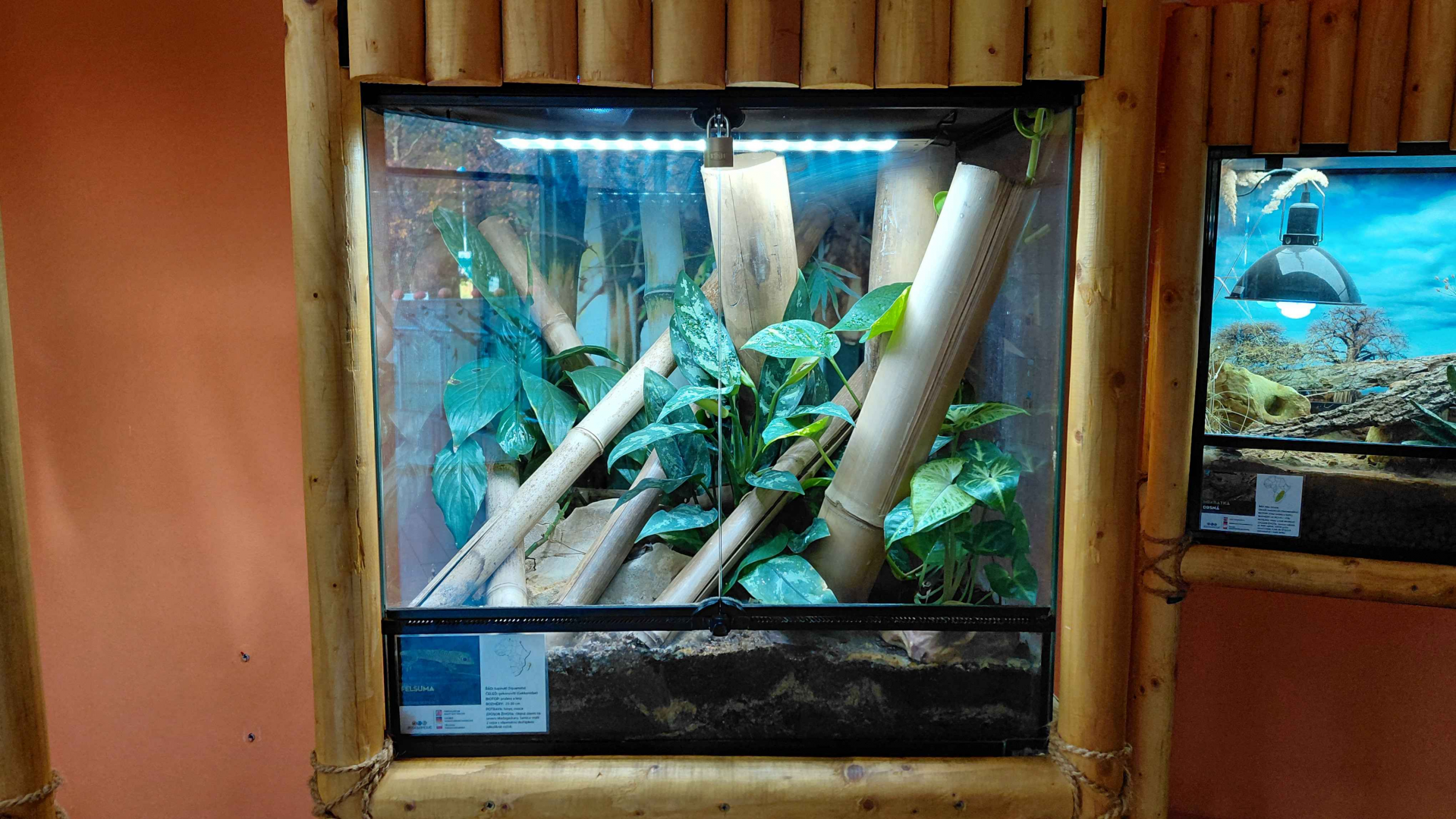 Madagascar day gecko exhibit